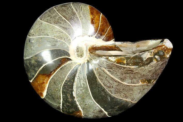 Polished Fossil Nautilus - Madagascar #113528